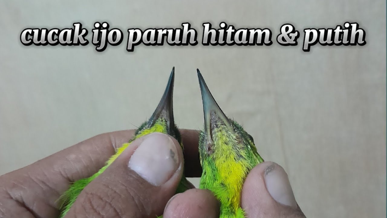 Cucak ijo kuningan jantan paruh hitam dan putih