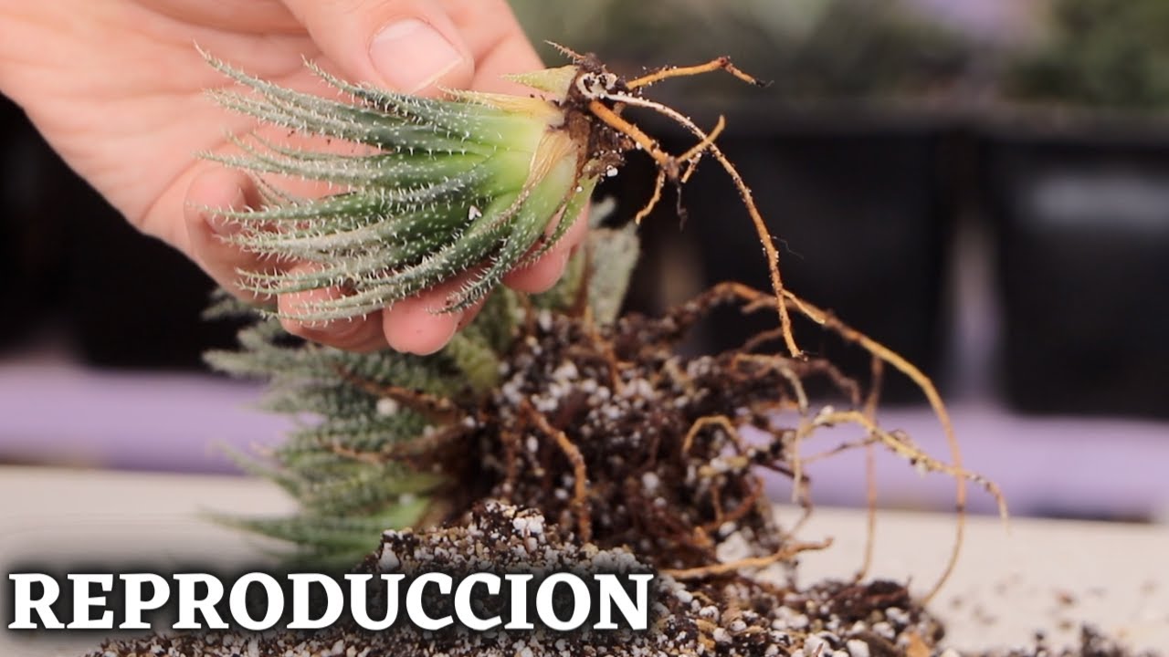 REPRODUCIENDO Haworthias Y Contestando Sus PREGUNTAS