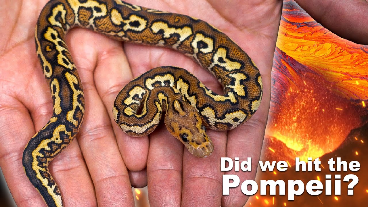 Did We Hit The Pompeii ?