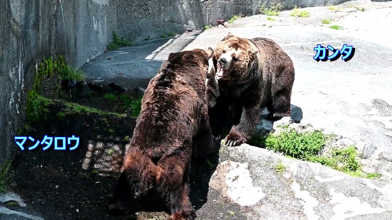 【のぼりべつクマ牧場】　くっつき虫　（この動画にはクマの大声が含まれています）