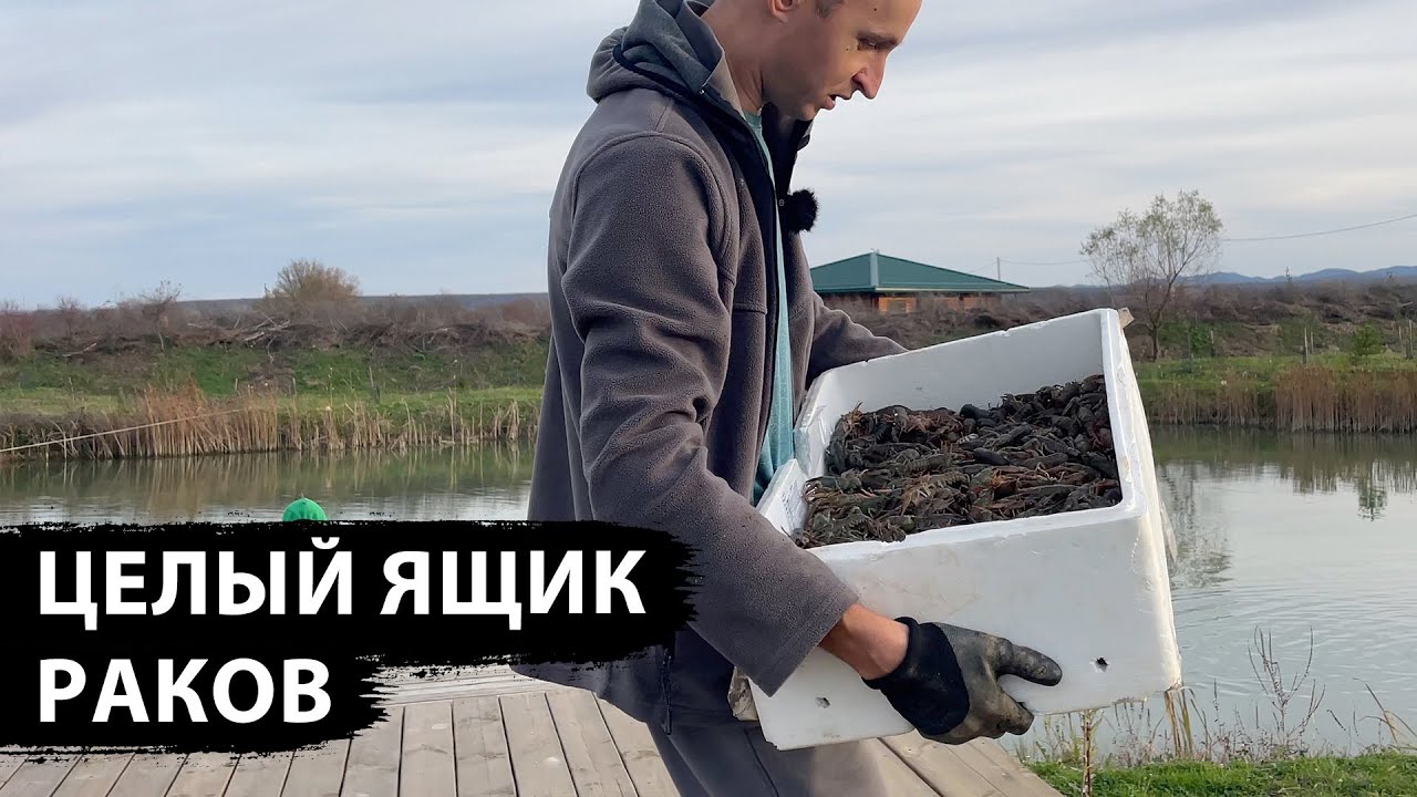 Столько раков 🦞 мой пруд ещё не видел, продолжаем осваивать участок, пробуем свежайшую форель