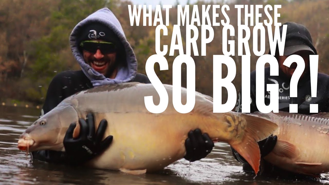 Forest View Carp Fishery, Lac Serriere and more. What makes these carp grow so big?