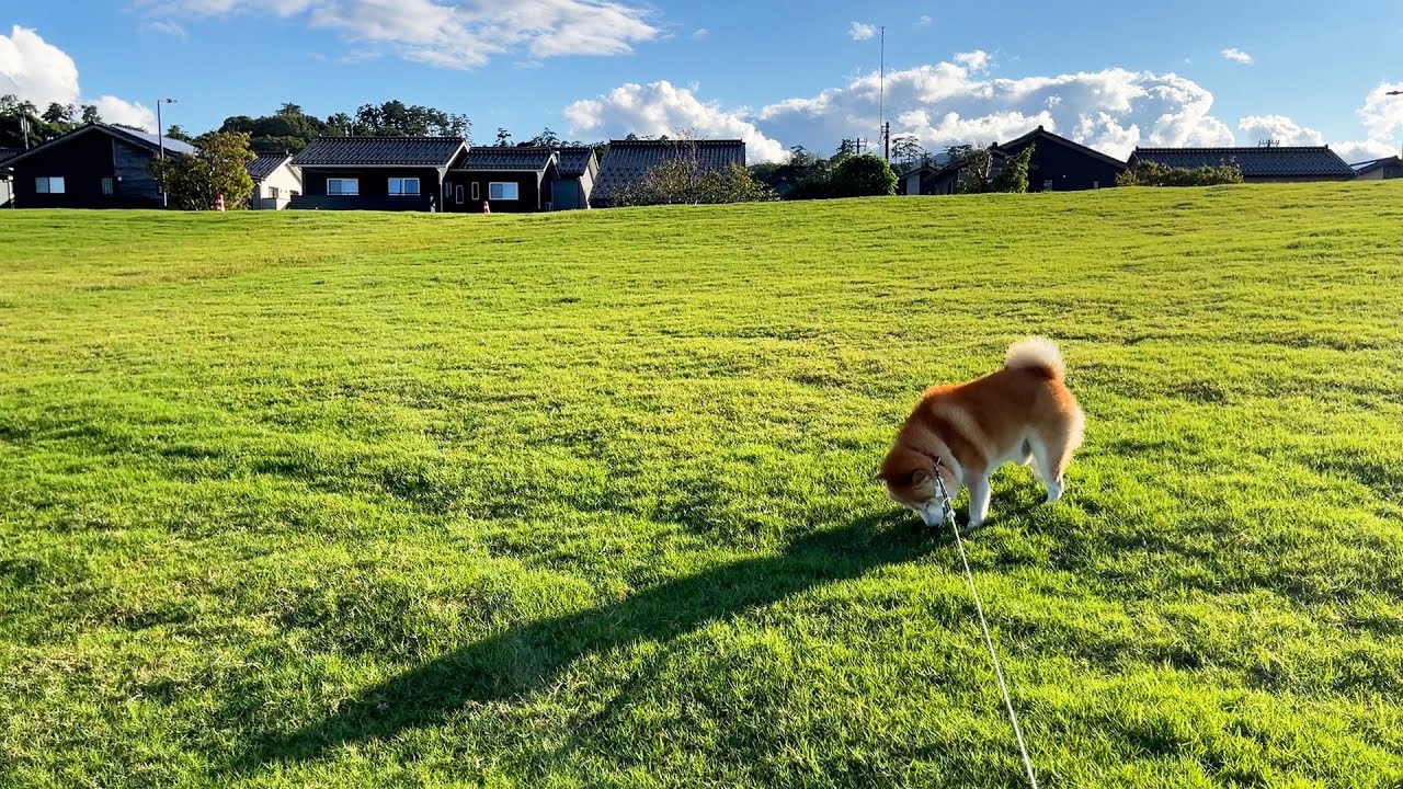 Shibe Grazing