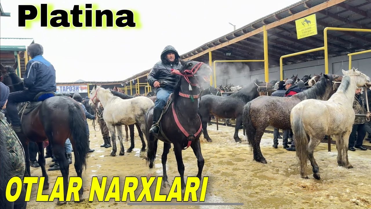 Toshkent platina ot bozor. Otlar narxlari