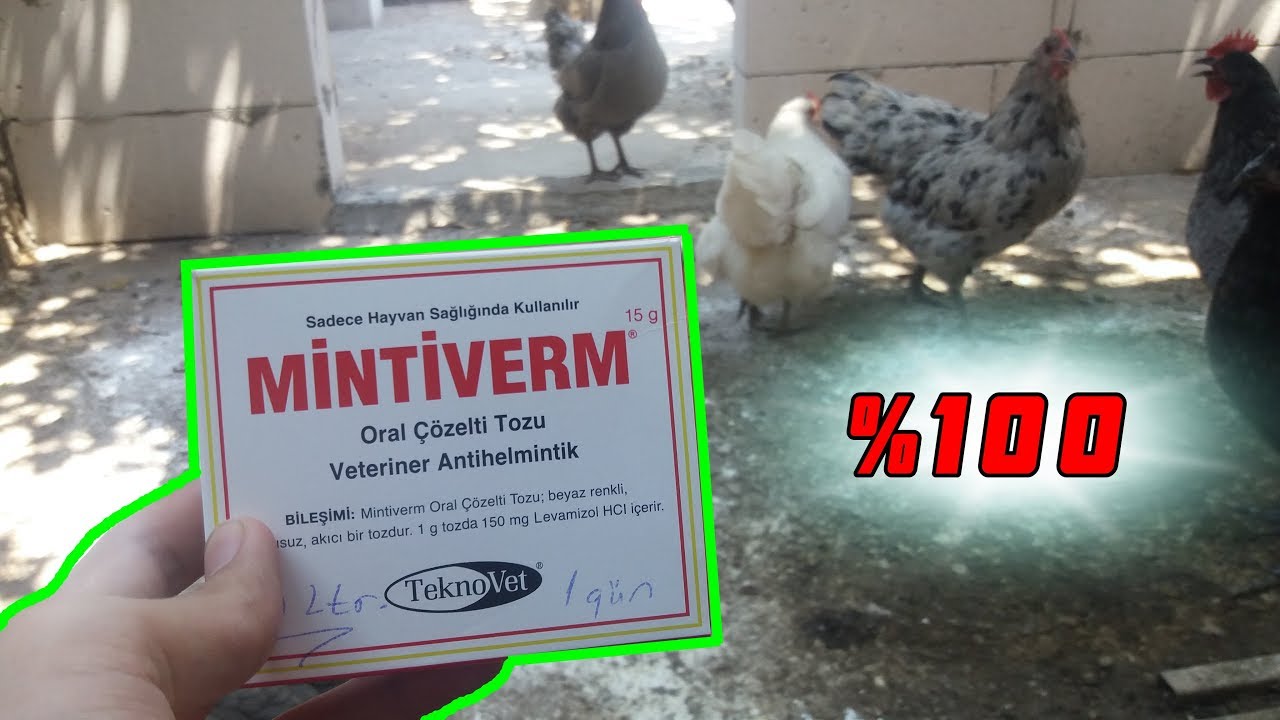 Tavuklarda İç Parazit Nedir ? Tedavisi Nasıl yapılır ?