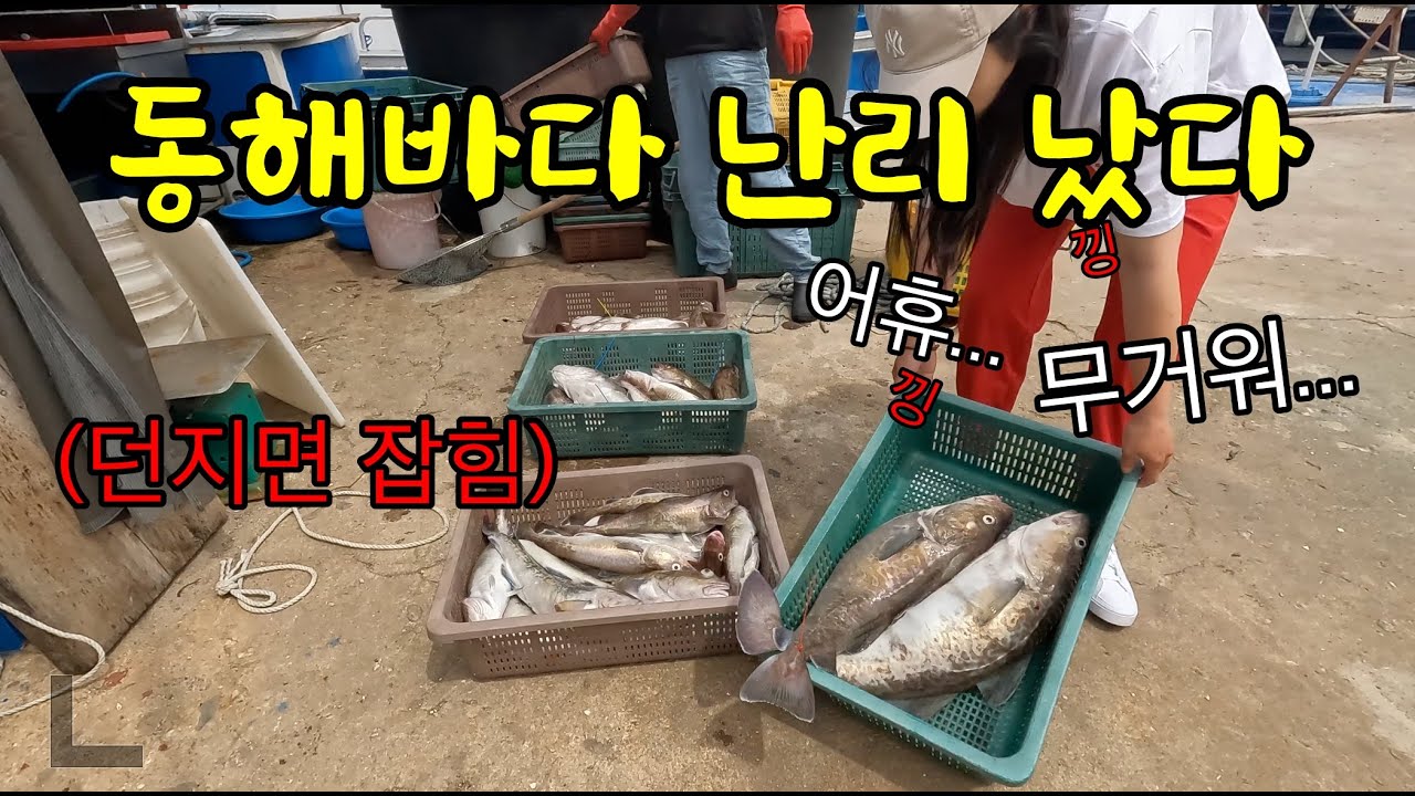 동해바다 엄청나다! 누구나 쉽게 잡을 수 있는 이 녀석 한 마리면 온 가족이 배 터지게 먹어요~