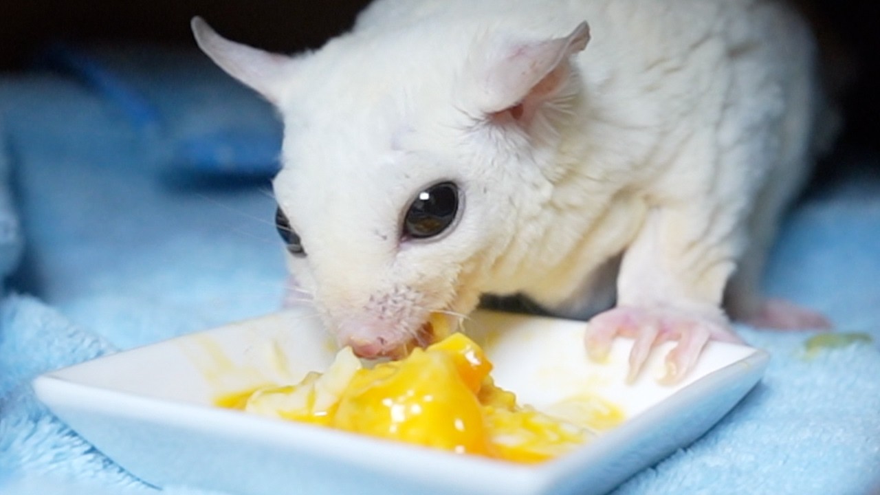 モモンガの部屋飼いデメリット