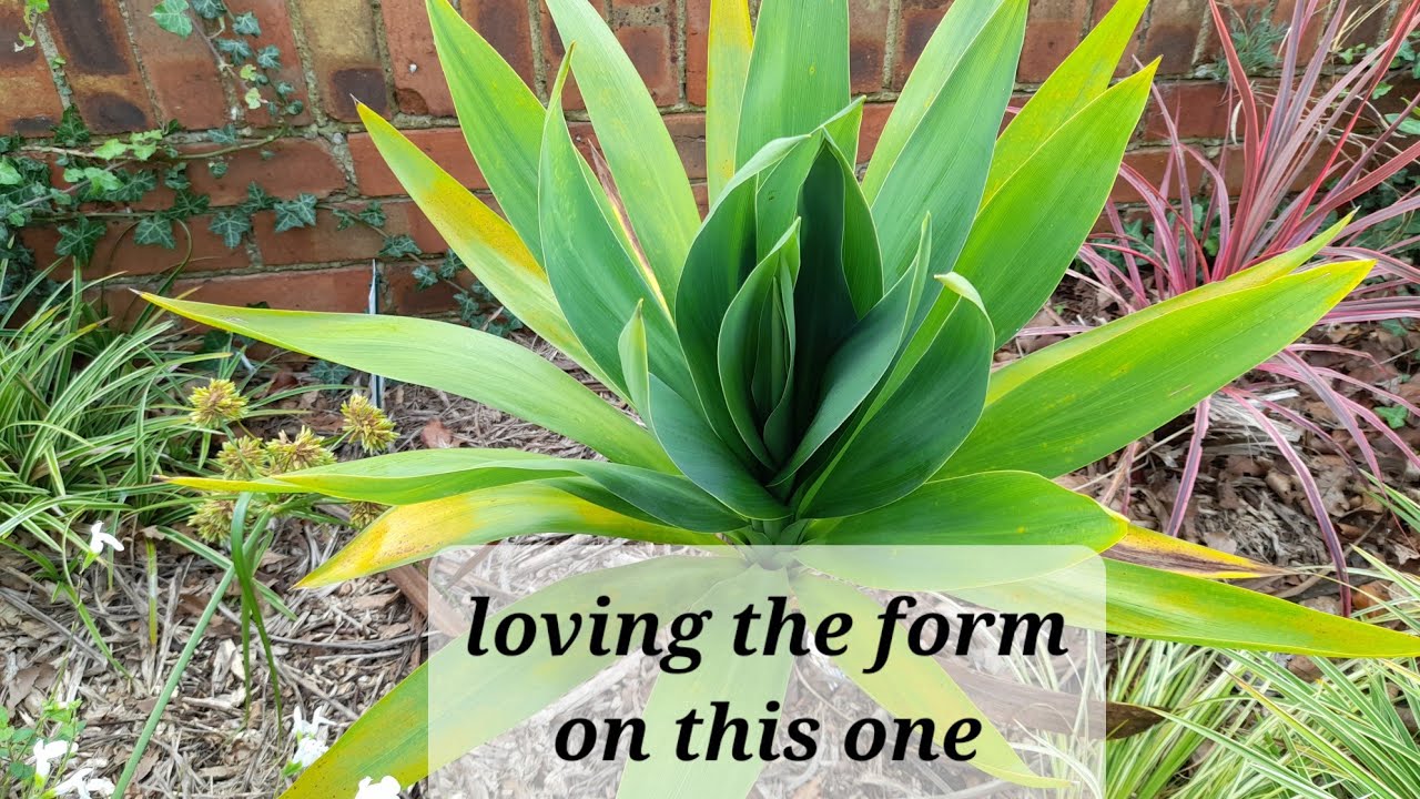 Emerald star cordyline update
