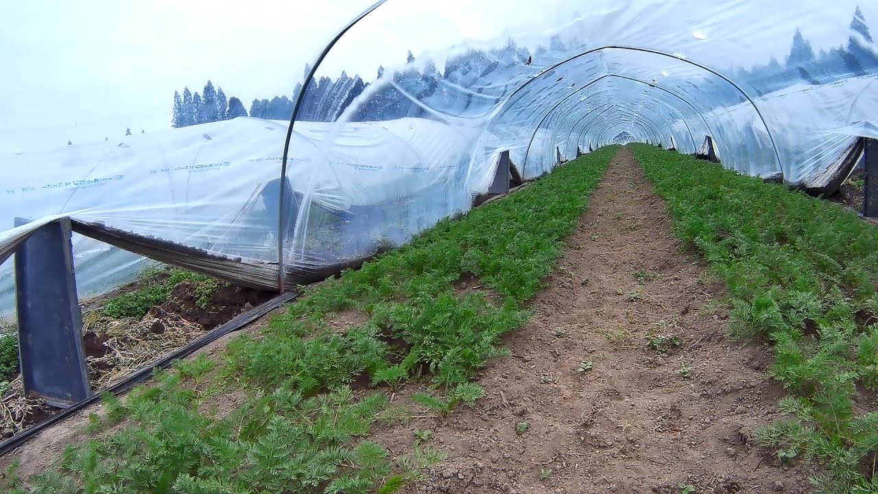 【にんじんトンネルの内部】見てみましょう！