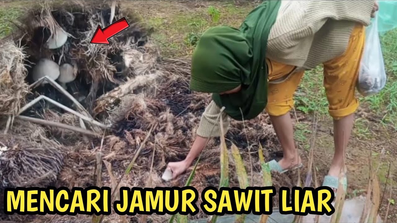 Berburu Jamur Sawit Liar di Kebun! auto panen