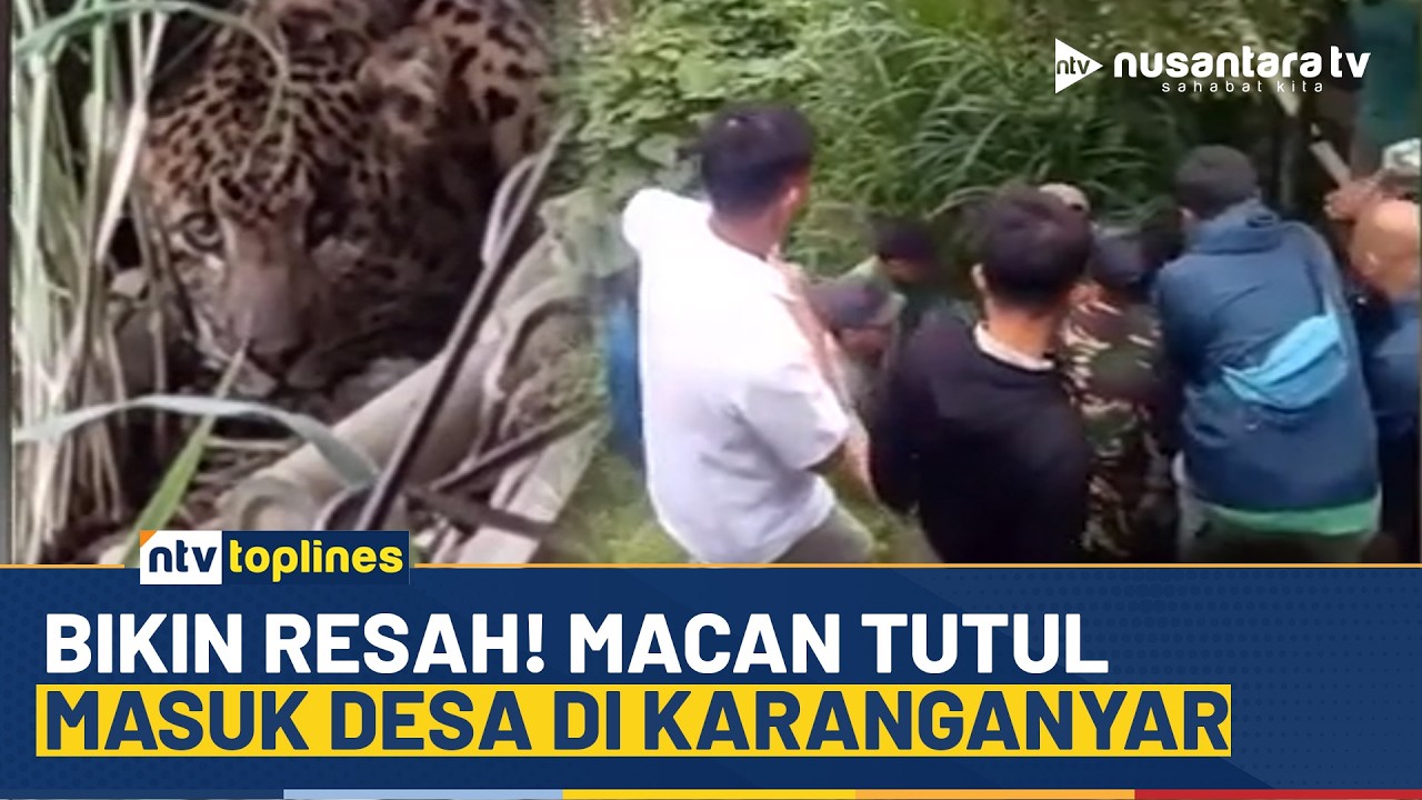 Bikin Resah Warga! Macan Tutul Masuk Permukiman Warga di Tawangmangu | NTV TOPLINES