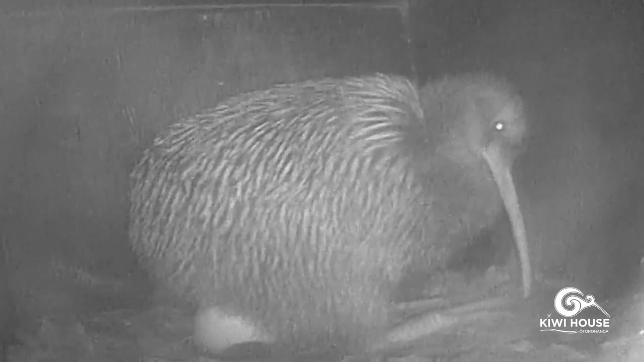 Kiwi Lays Giant Egg – Rare Kiwi Bird Birth Footage | New Zealand Wildlife