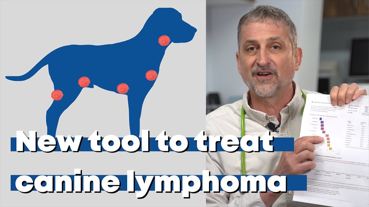 New tool to treat canine lymphoma