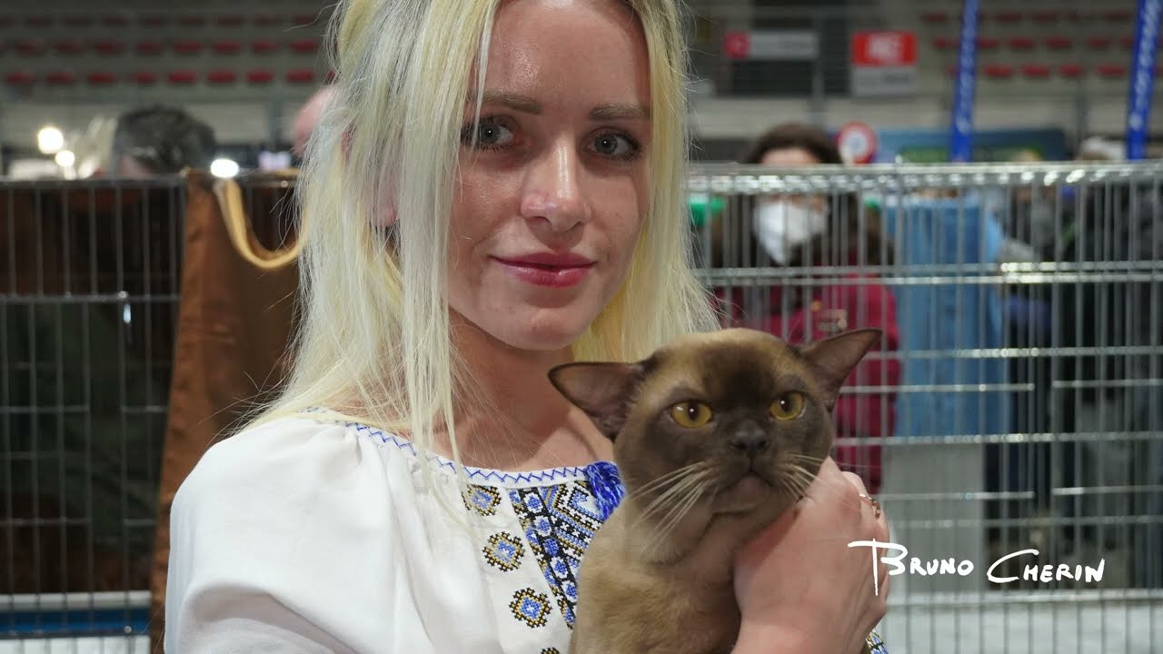 Gatto del  Bengala - di Eleonora e Alina  A MOSTRA  FELINA RSD STADIUM