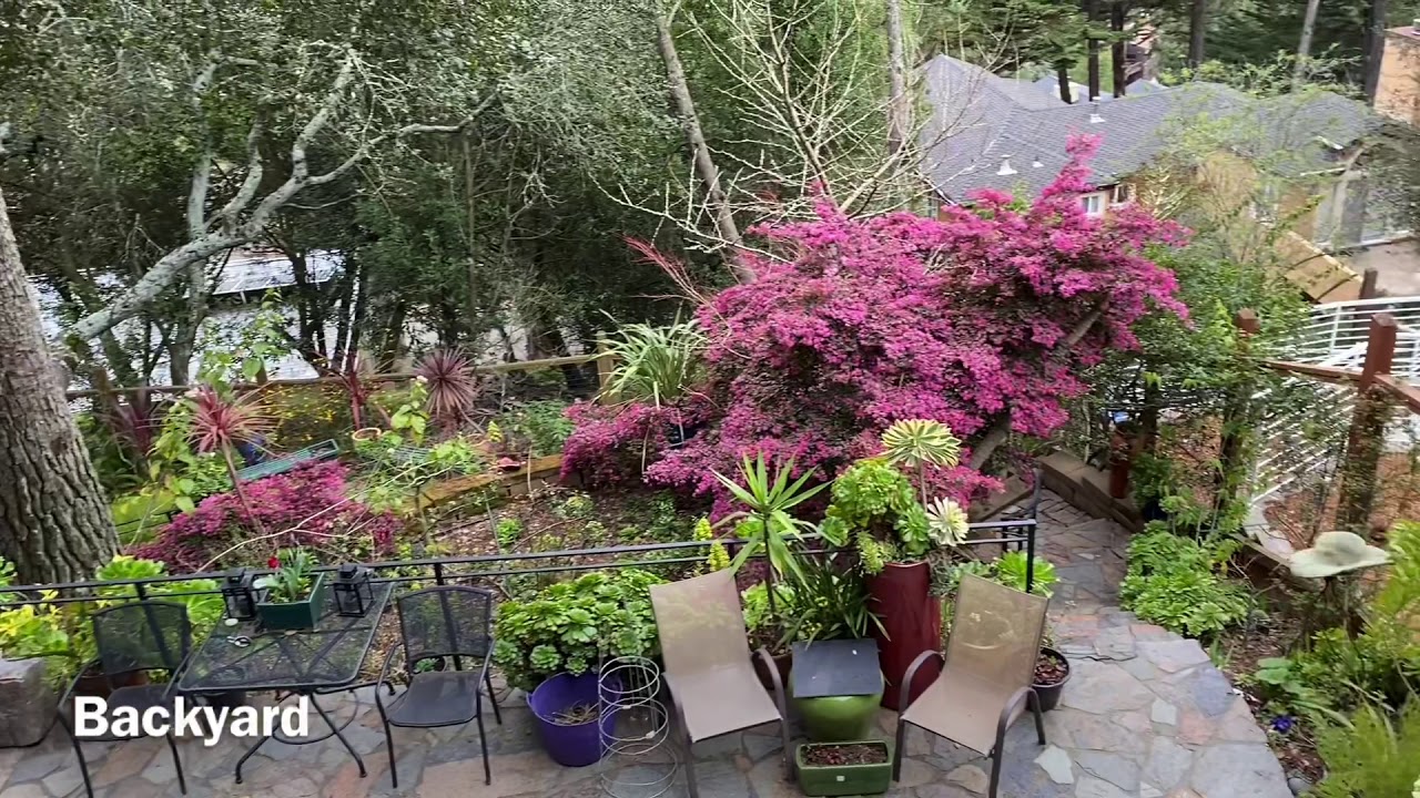 My Garden - My Little Heaven - Loropetalum Season
