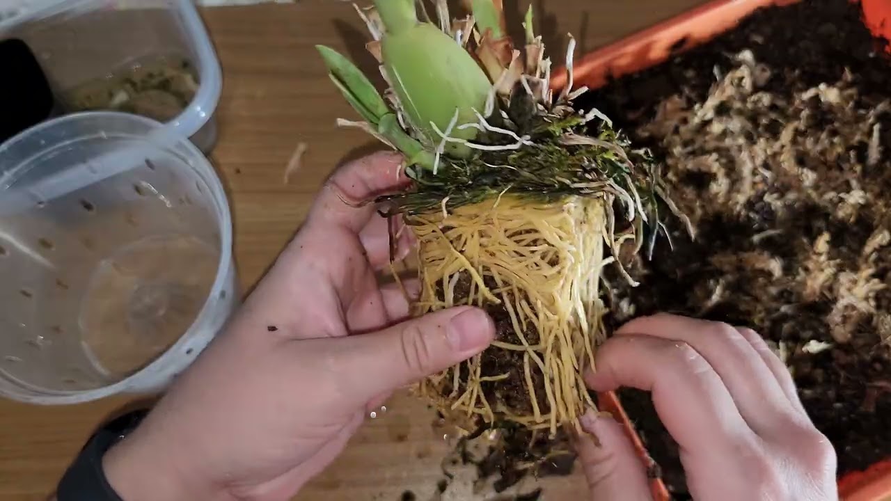 Up-Potting Miltoniopsis Snow Charm "Mauna Kea" For the First Time 3 Jan 2026 