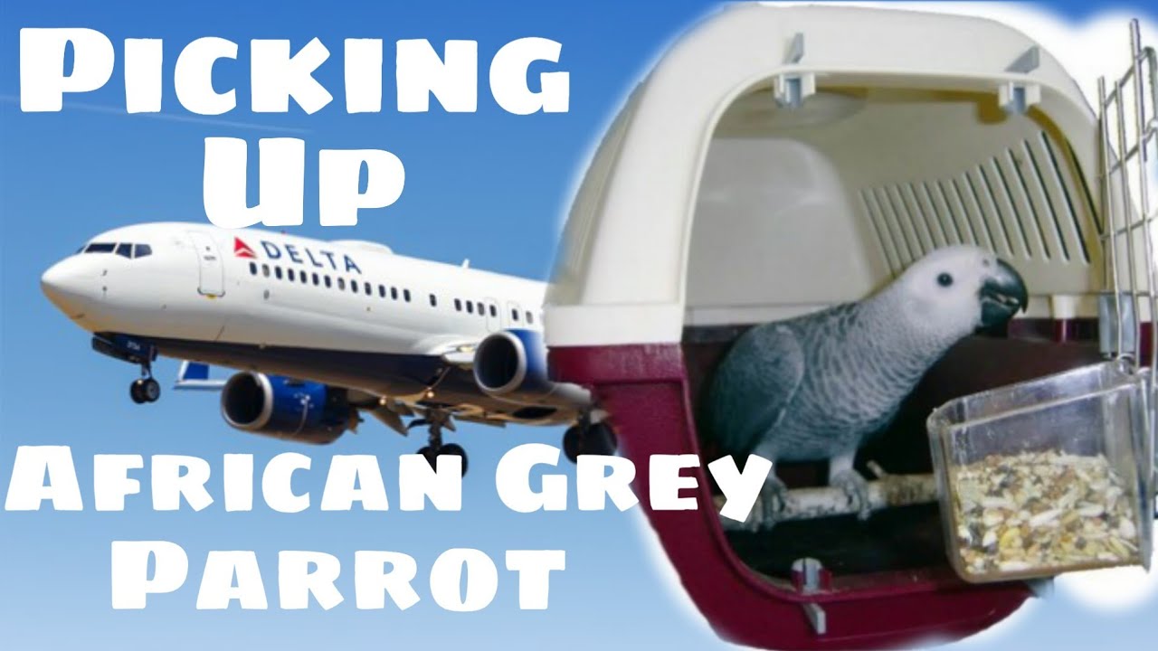 Picking Up Our African Grey Parrot on Myhouse TV
