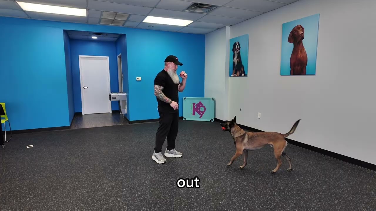 Teaching a dog to drop it 