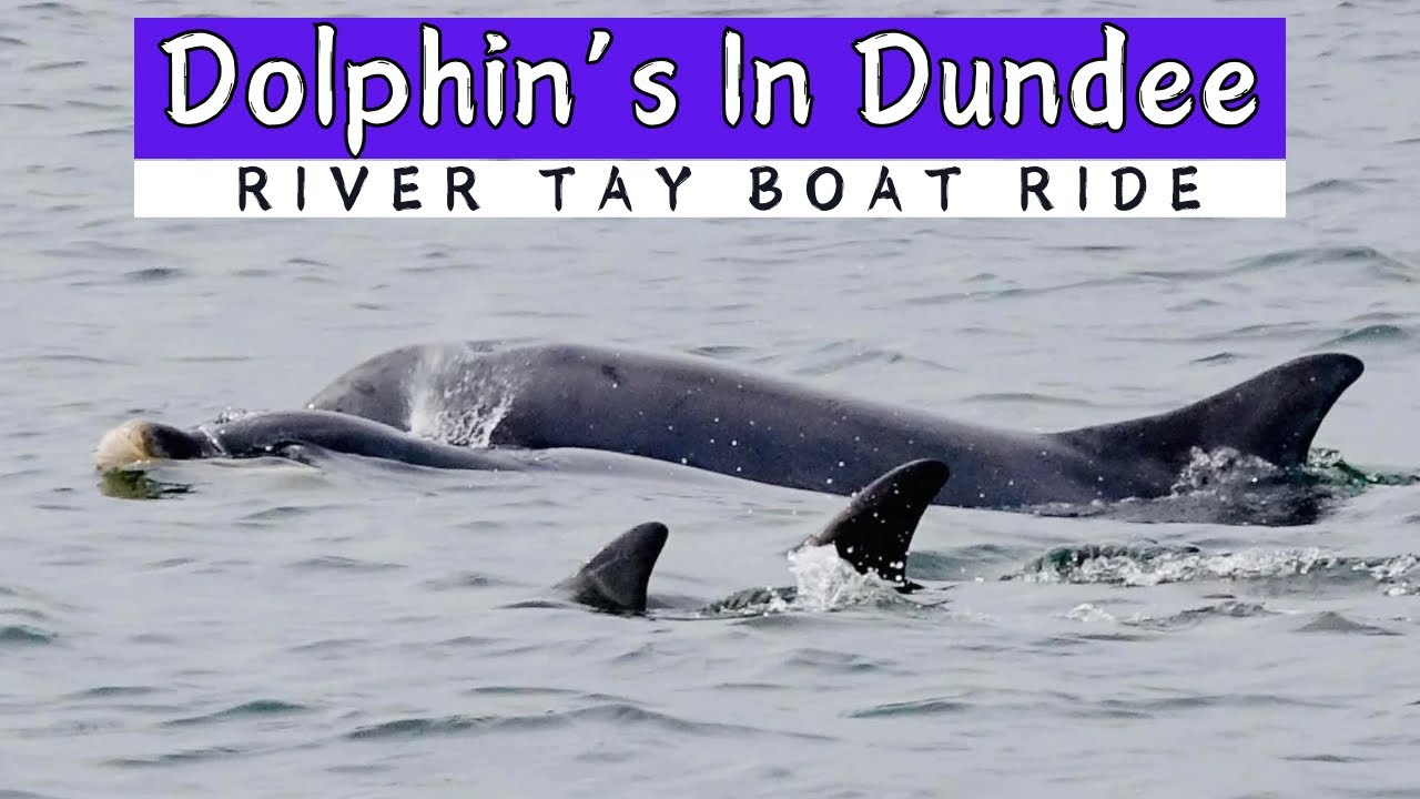Amazing Wild Dolphins Jumping - Boat Ride River Tay Dundee #dolphins #boatrides #river #dundee