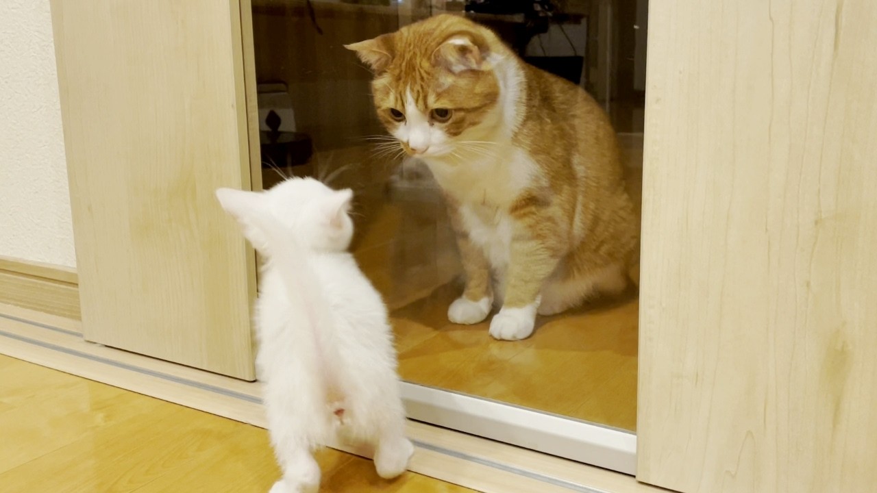 【初対面】保護した赤ちゃんと初めて会った時の三兄弟猫達の反応が尊すぎたぞ！の巻【猫と人間の家族アナザーストーリー】