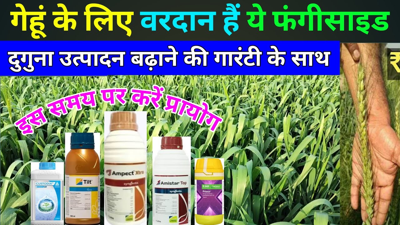 गेहूं में फंगीसाइड स्प्रे से दुगुना उत्पादन बढ़ाएं | gehu me fungicide kab dale | gehu fungicide