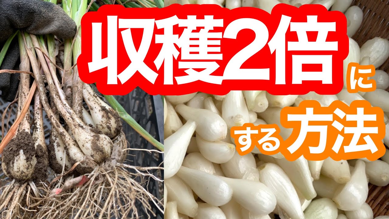 せまい畑でも収穫を倍にする！らっきょう・ニンニク・玉ねぎの植え方。
