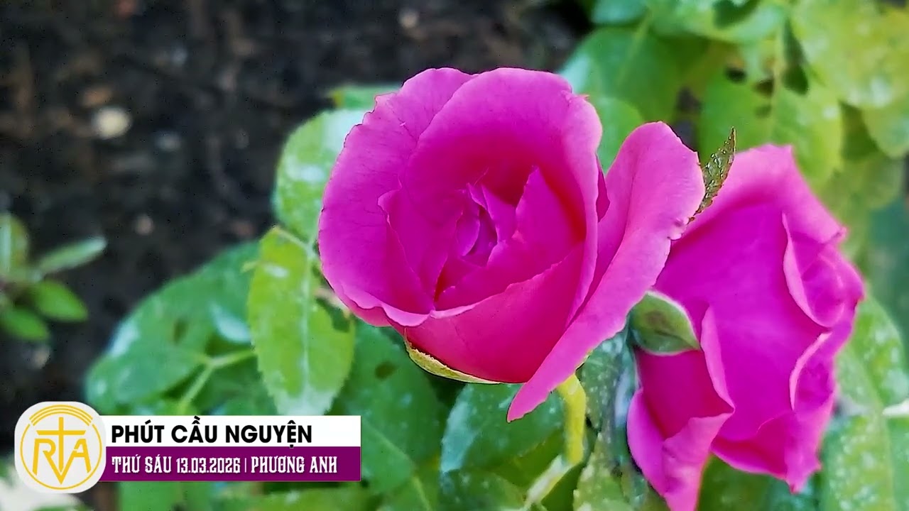 Phút Cầu Nguyện, Thứ Sáu 13/03/2026: Thánh Giuse  - Đấng chuyển cầu ơn lành