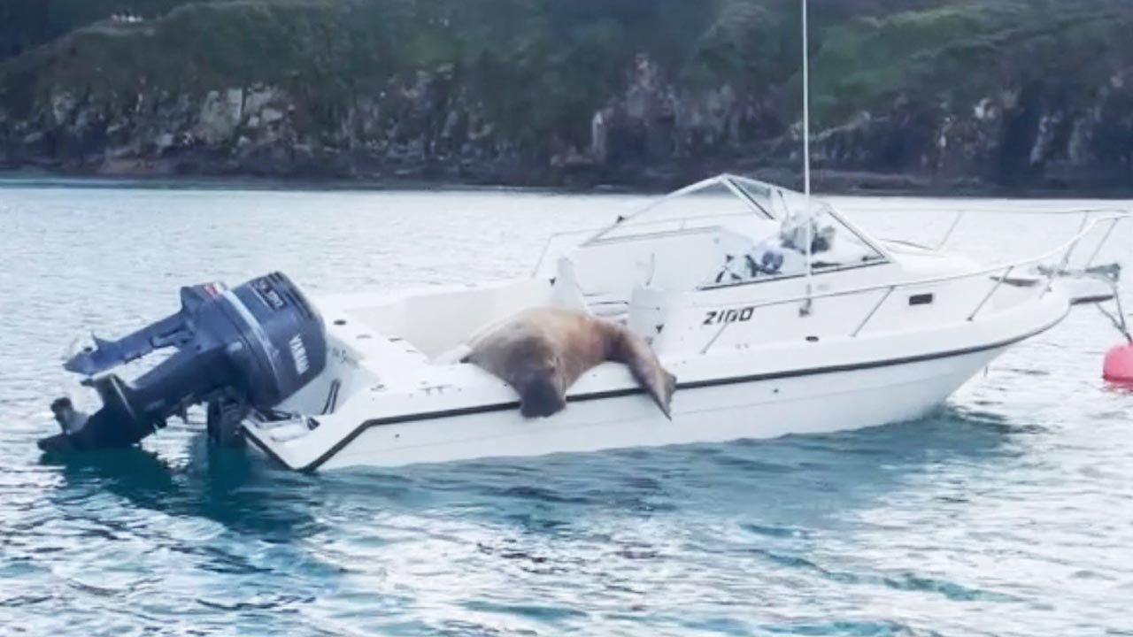 Wally The Walrus Continues To Cause Chaos On Irish Shores