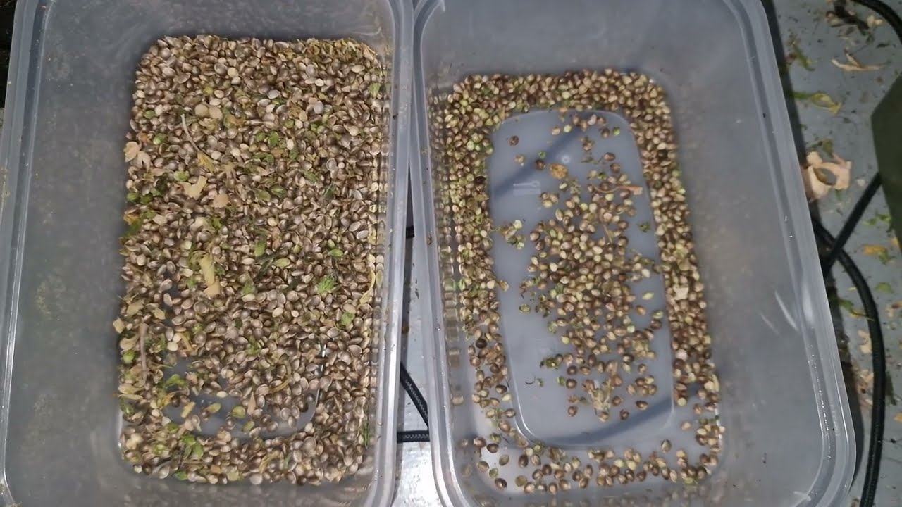 lemon cherry skittelz and guava skittelz first grow brand new strain🍒🌿🍒🌿🍒🌿🍒