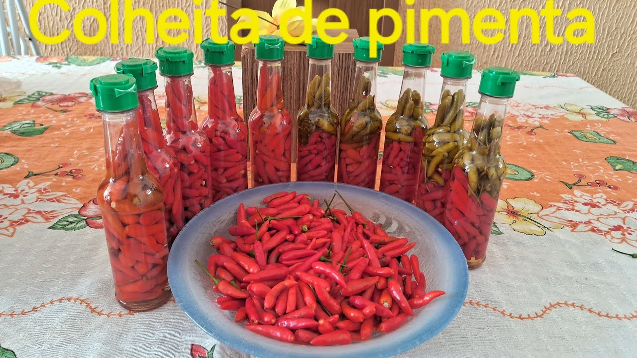 COLHENDO PIMENTA + FAZENDO O ENVASE NOS FRACOS