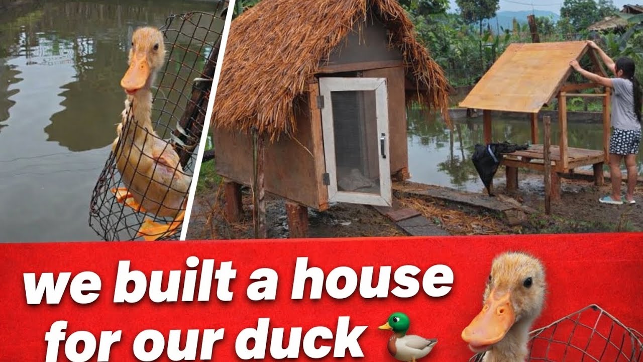 🦆 We Built a Tiny Dream Home for Our Duckling! VILLAGE LIFE VLOG | AALO| ARUNACHAL 