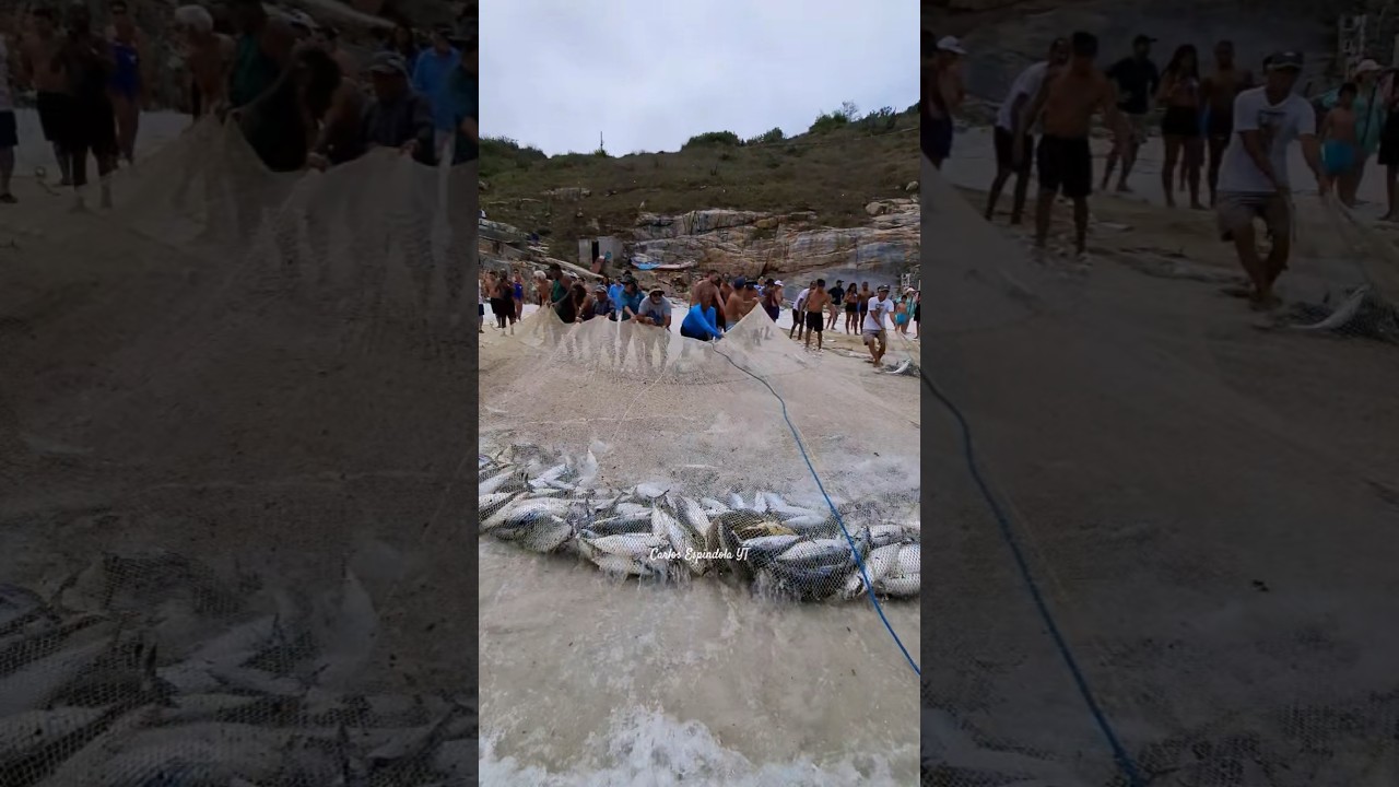 BIG HARVEST! Fartura de Bonito na Praia Grande em Arraial do Cabo RJ Brasil. 🇧🇷 #shorts​