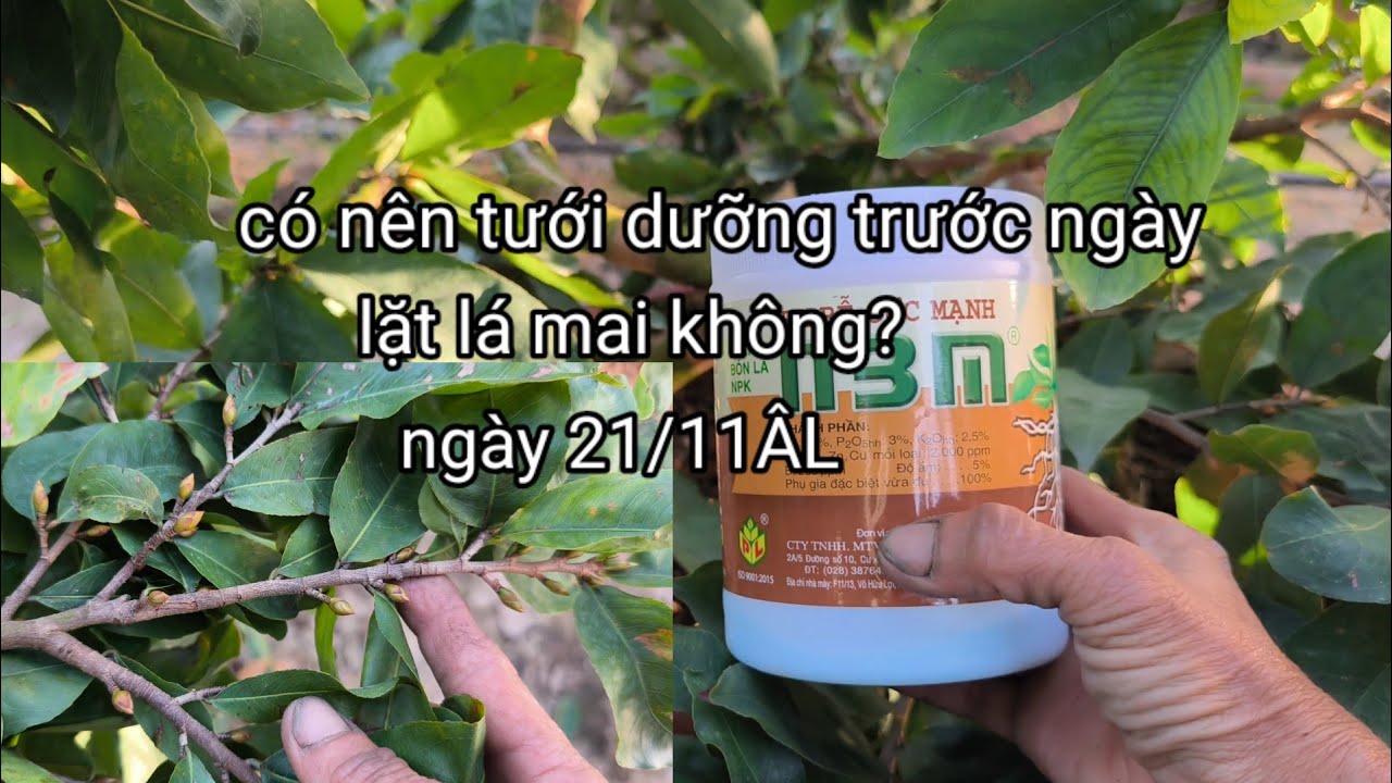 Trước ngày lặt lá mai nên tưới dưỡng thế nào? để giúp cây mai nở bông tổng lực thẳng cánh.