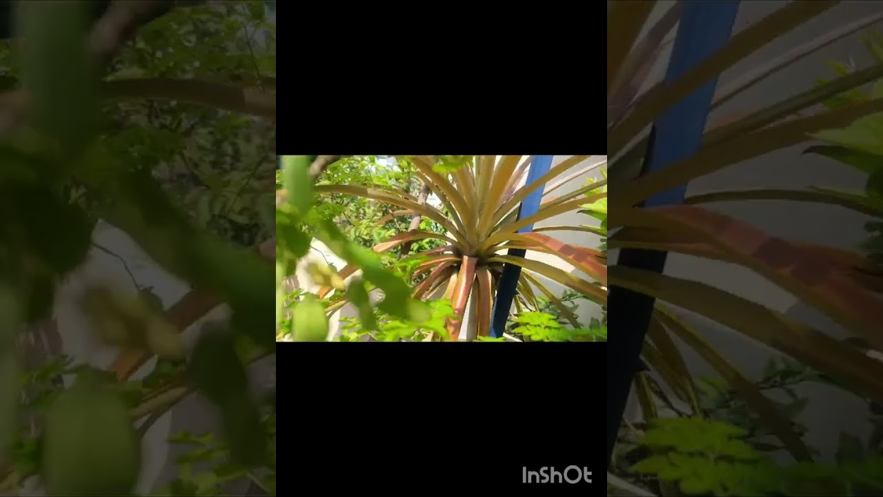 Our home Terrace Garden Tour/ #garden #terracegarden 