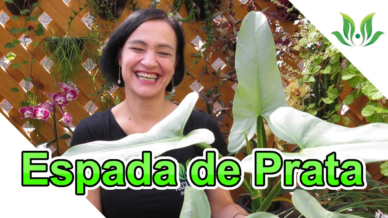 Filodendro Espada de Prata! Conheça o Philodendron hastatum!