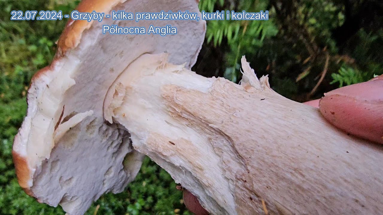 22.07.2024 Grzyby - kilka prawdziwk&oacute;w, kurki i kolczaki - P&oacute;łnocna Anglia
