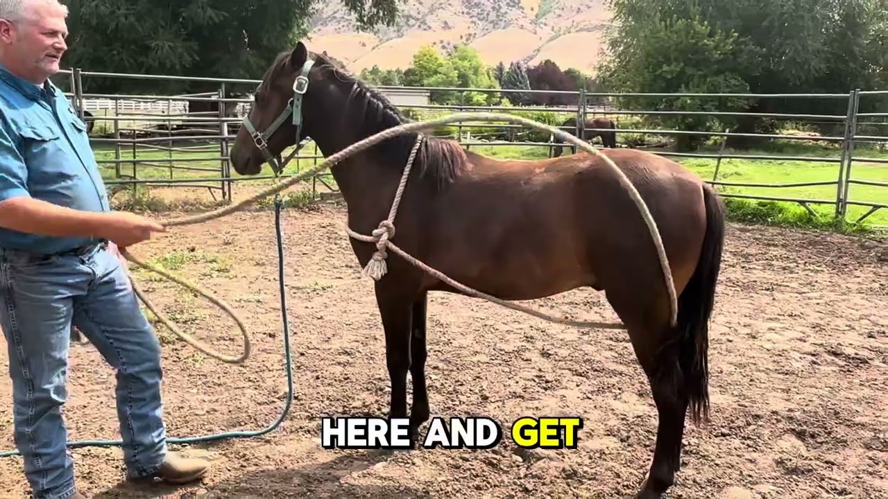 Tips to Train Your Horse not to Kick with a Scotch Hobble #horses #training 