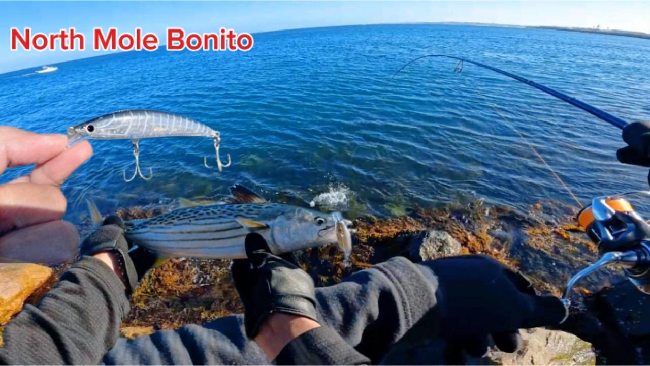 North Mole Fremantle Bonito Fishing
