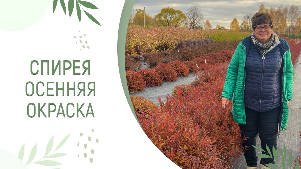 СПИРЕЯ | НЕВЕРОЯТНАЯ ОСЕННЯЯ ОКРАСКА