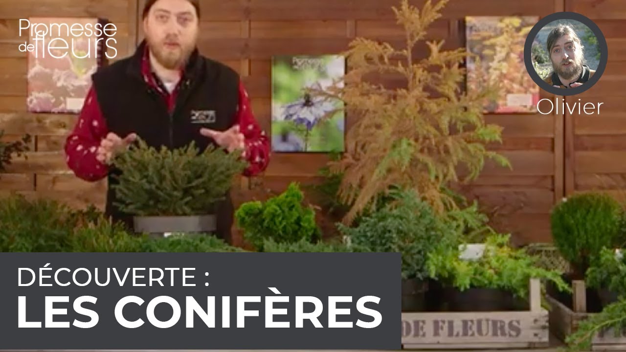 Découverte : les conifères