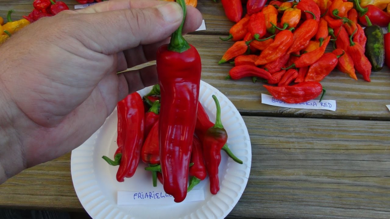 ⟹ Фриарьелло Перец, Capsicum annuum ОБЗОР РАСТЕНИЙ
