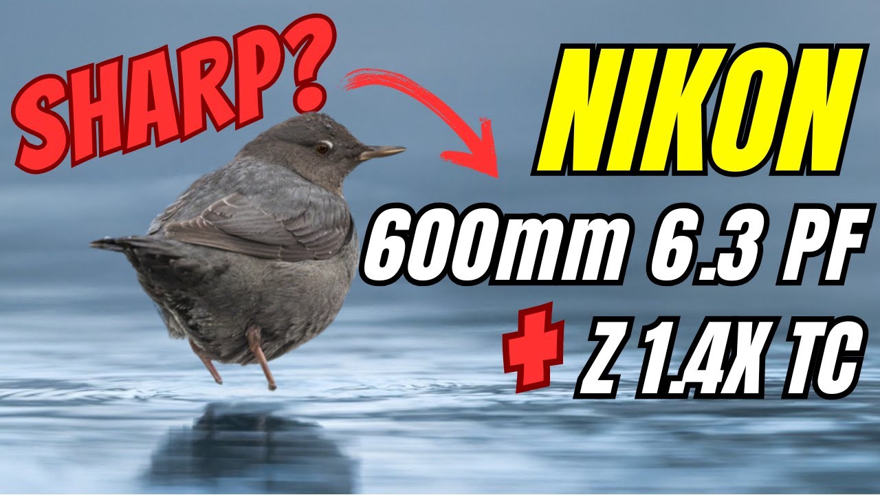Обзор объектива Nikon Z 600mm PF + телеконвертер 1.4x | Резкость, автофокусировка и результаты в ...