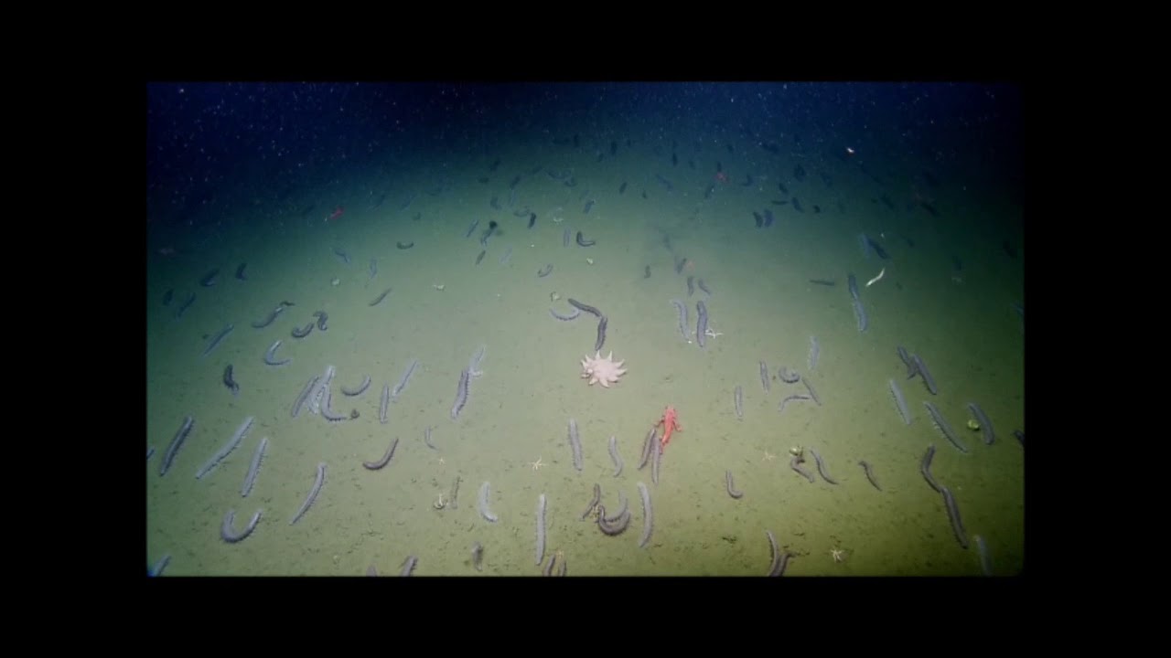 High density biological community at Astoria Canyon