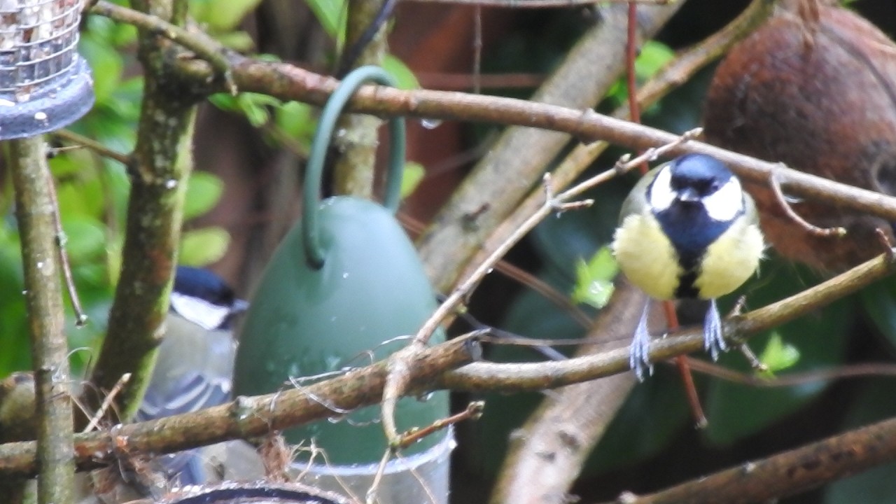 Finally! A Pair of Great Tits. Feed the birds UK 19 02 26