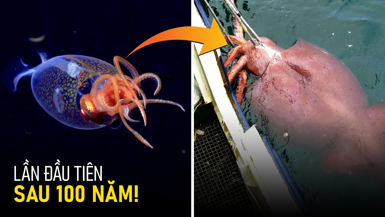 #1002 Mực Khổng Lồ Xuất Hiện Trước Máy Quay Lần ĐẦU TIÊN Sau 100 Năm!