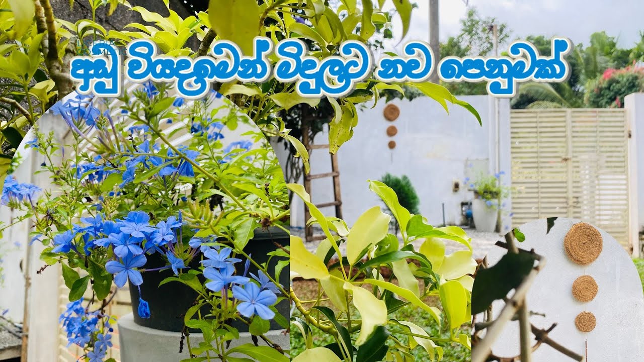 මිදුල ලස්සනට තියා ගන්න මම කරන දේවල්🪴🤩DIY Garden Wall hanger❤️Garden Makeover Update srilanka🏡