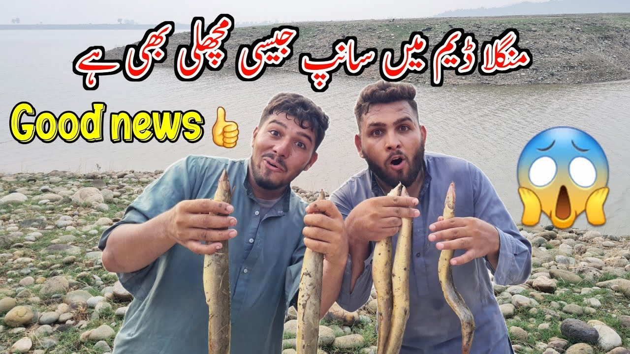 There is also a snake-like fish in Mangla Dam.Good news👍