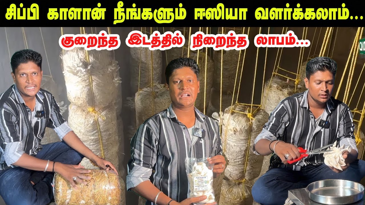 சிப்பி காளான் வளர்ப்பு இவ்வளவு ஈஸியா  | குறைந்த இடத்தில் நிறைந்த லாபம் தரும் Mushroom