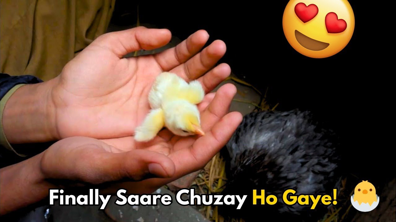 🔥 Finally! Murgi Ke Saare Chuje Ho Gaye 🐣 | Ducky Bhai ka Raaz 😲