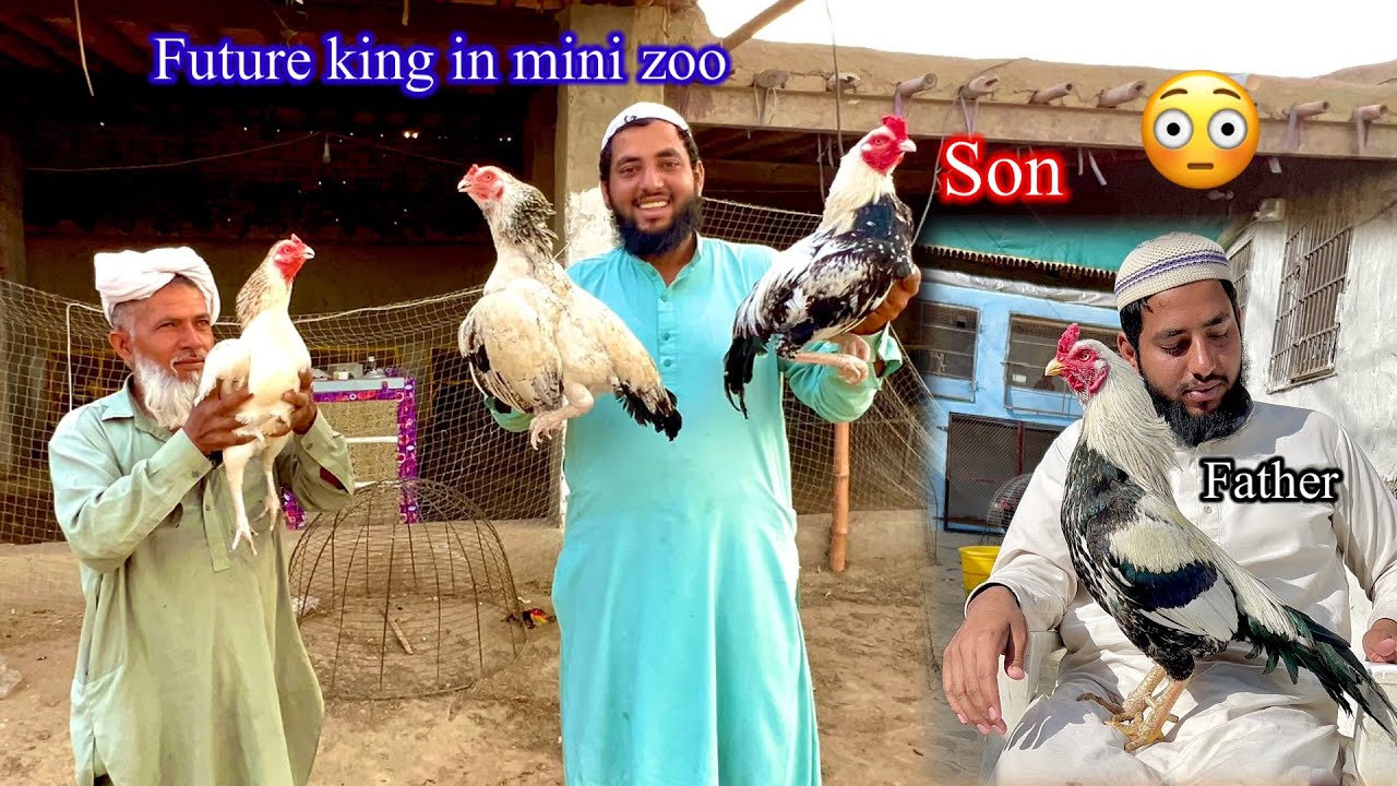 Mini Zoo Ka Naya King 😳 Khatrnak Bacha
